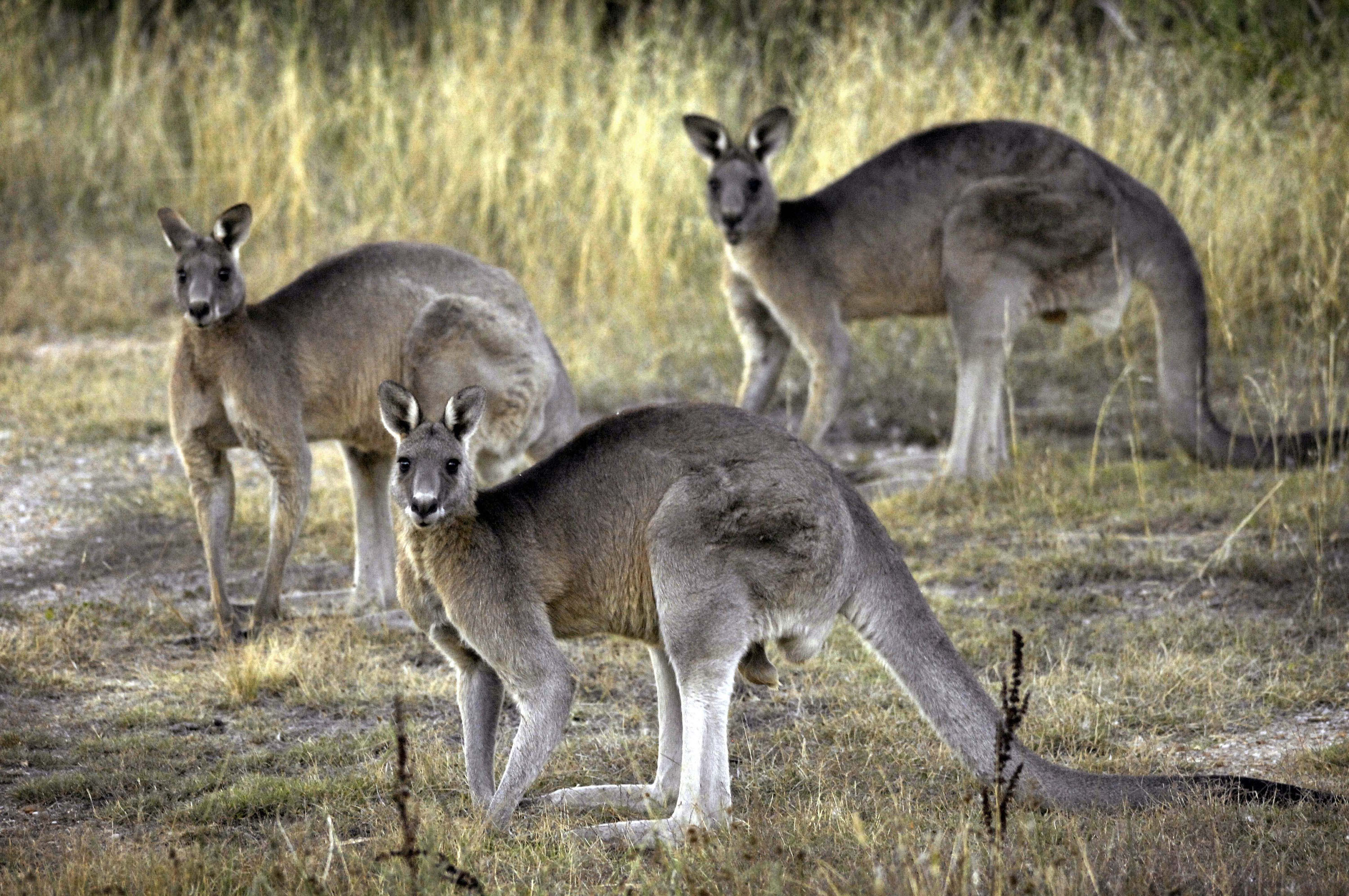 Gray kangaroos near Canberra, Australia in 2008. Sen. Tammy Duckworth recently introduced legislation to protect kangaroos, who are killed for their leather used in products like soccer cleats.