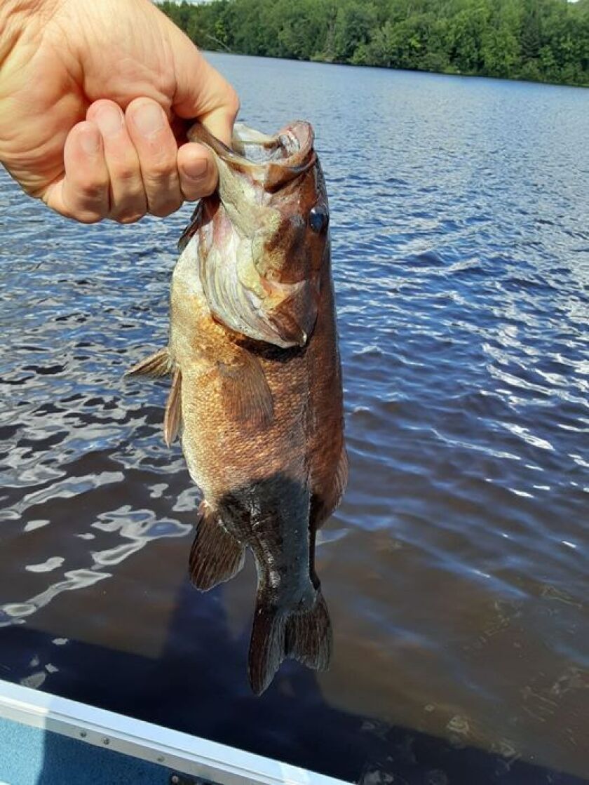 Wisconsin River smallmouth bass. Provided by Rob Abouchar