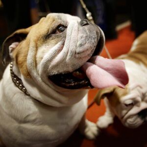 A bulldog named Munch, left, and a puppy named Dominique. | AP file photo