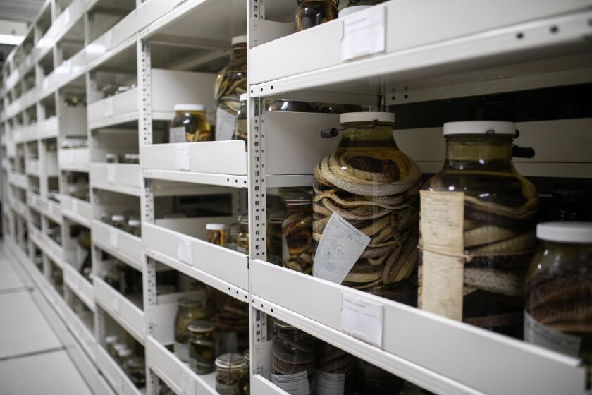 Jars of snakes line the shelves in the basement of the Field Museum on Dec. 2, 2021.