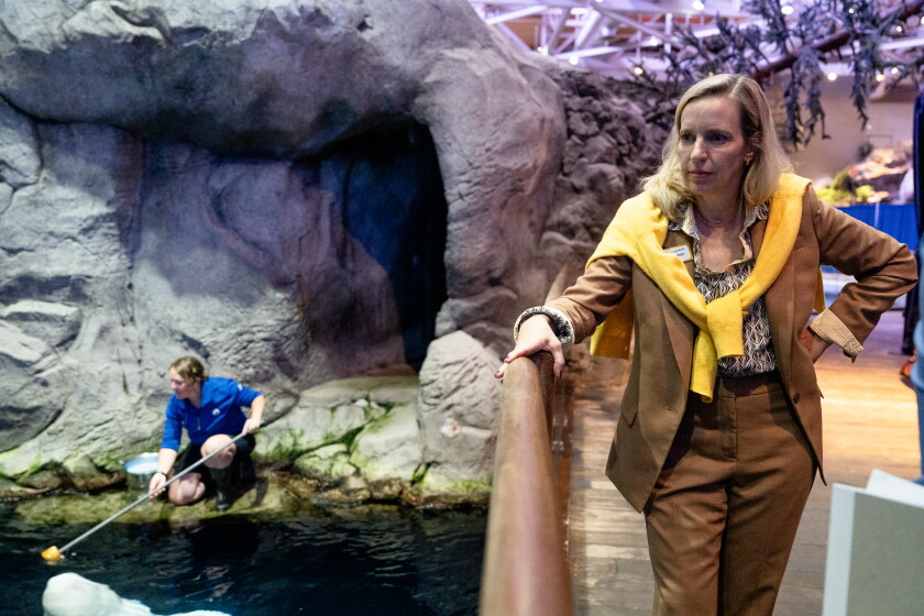 Bridget Coughlin, Shedd Aquarium's CEO, watches as staff feed the belugas on Friday, Oct. 16, 2026. Coughlin pushed back against a growing public perception that the aquarium might have bitten off more than it could chew in adding 10 more belugas to a population of eight resident whales. “Rescue is never convenient,” she said.