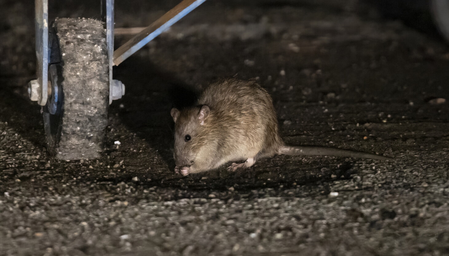 Is Chicago doing enough to combat rats?