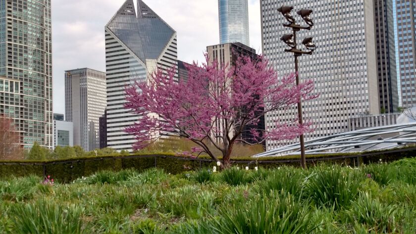 A red bud contrasted against the Chicago skyline on a fine May morning for an urban bird walk.<br>Credit: Dale Bowman
