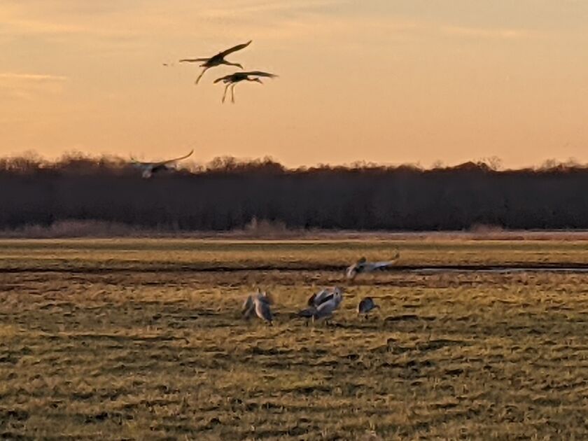 Side trip on way to viewing sandhill cranes: The whimsy of Gabis Arboretum  - Chicago Sun-Times