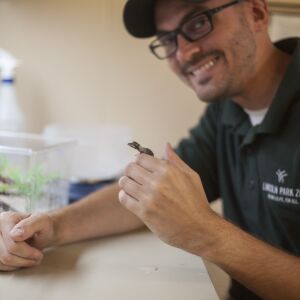 Henkel’s leaf-tailed gecko hatchling. | Lincoln Park Zoo