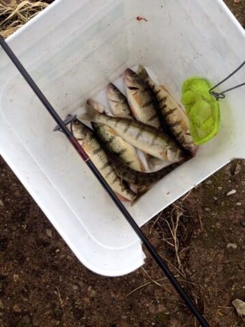 With perch reopening on Lake Michigan in Illinois on Thursday, here is a visual reminder of what perch in a bucket look like in this photo from last year.<br>Credit: Dale Bowman