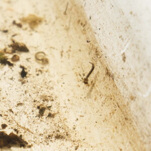 MOSQUITOES_260714_27.jpg