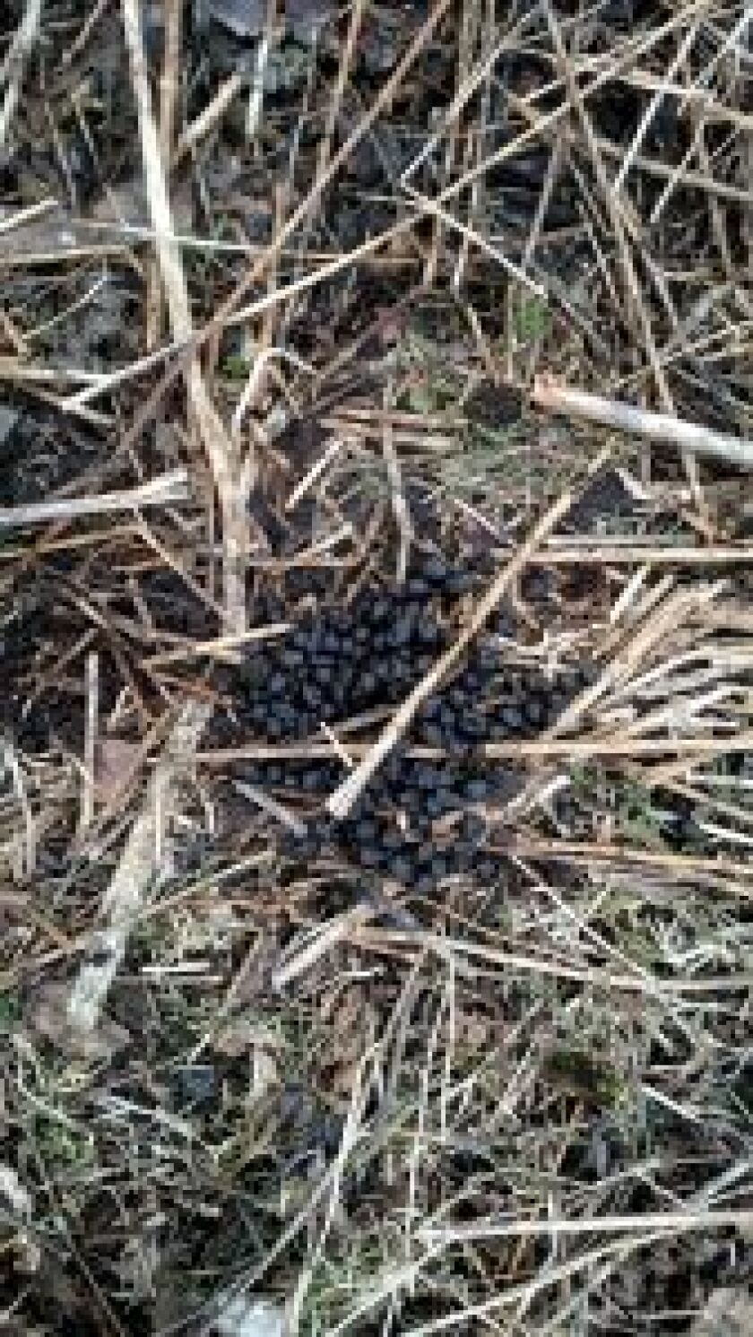 One of the problems with concentrated deer is the amount of scat that piles up.<br>Credit: Dale Bowman