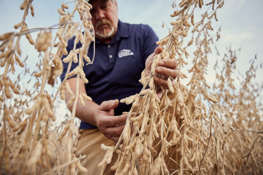 American Soybean Association National Director Stan Born holding soybean plants