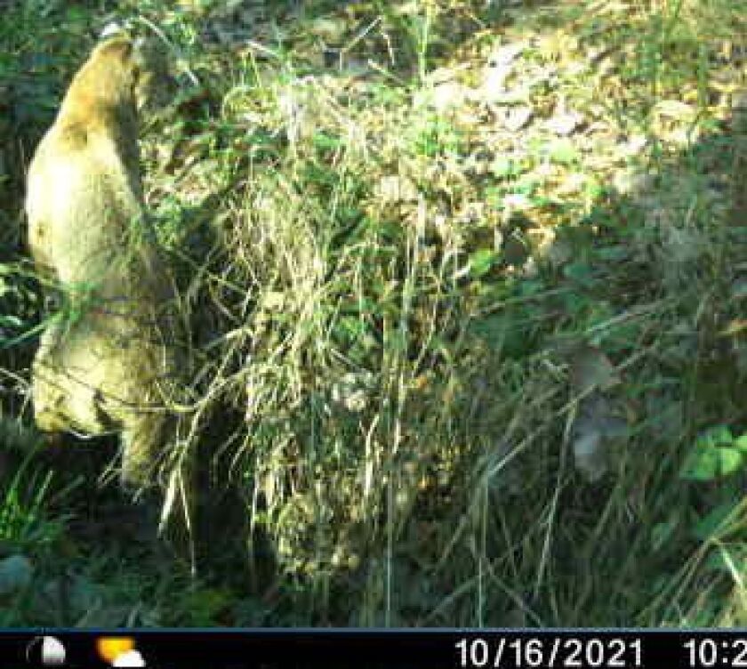 A trail camera photo of a big cat coming out of a ditch in western Illinois. Provided by Bill Przybylski