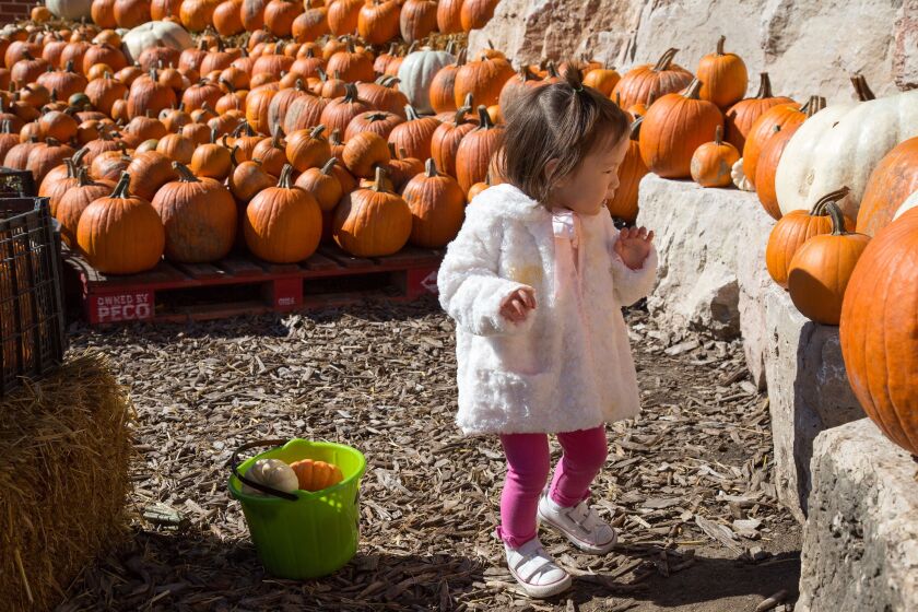 Lincoln Park Zoo’s Fall Fest. | Provided