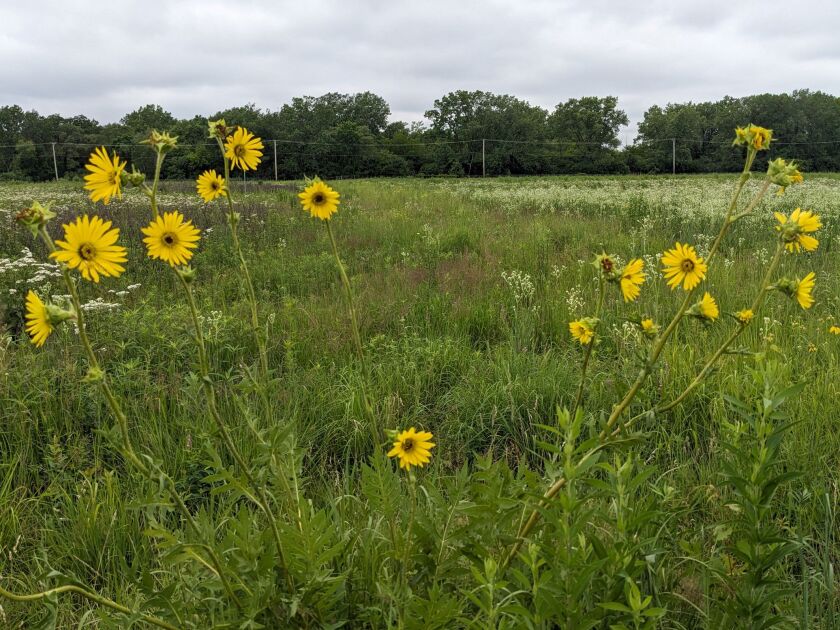 Compassplant with rattlesnake master in front of wild quinine at Markham Prairie. Credit: Dale Bowman