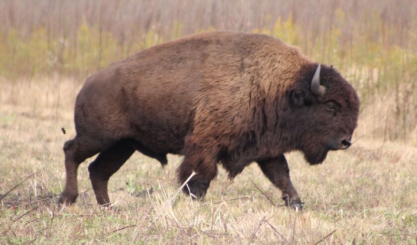 bison2016octbillpeakbull.jpg
