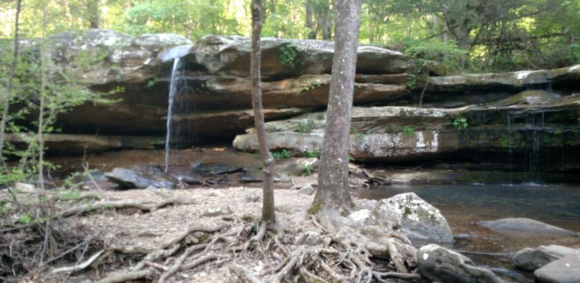 Devil’s Backbone at Bell Smith Springs.<br>Credit: Dale Bowman