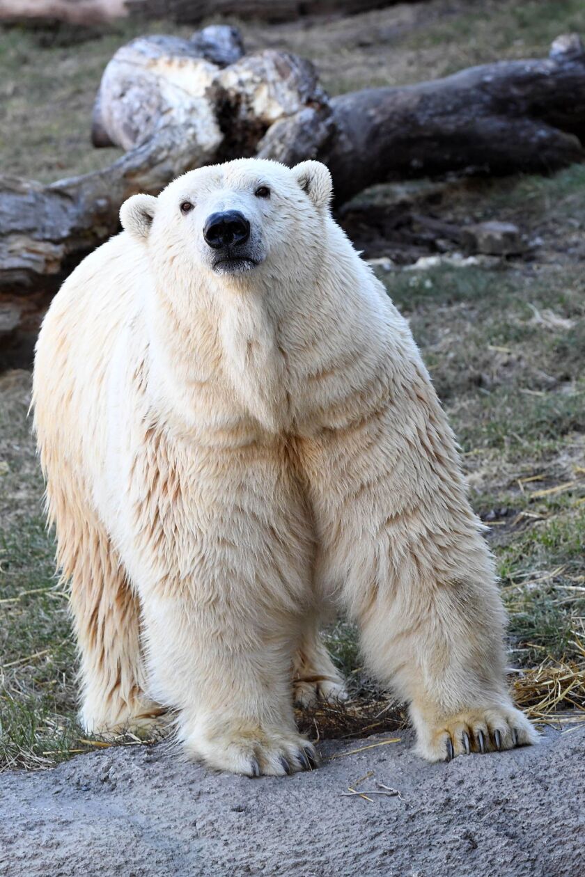 Zoo officials are hoping Nan will make a love connection with male polar bear Hudson. | Jim Schulz/Chicago Zoological Society