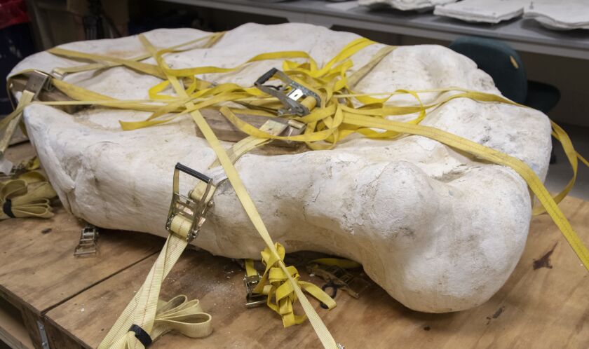 Rare Midwest dinosaur fossil ‘the Beast’ arrives at the Field Museum 1 The 2,500 pound chunk of bones and rock dubbed “the Beast” was wrapped in plaster to protect it on its trip from southern Missouri to Chicago’s Field Museum on Friday, Sept. 16, 2022.
