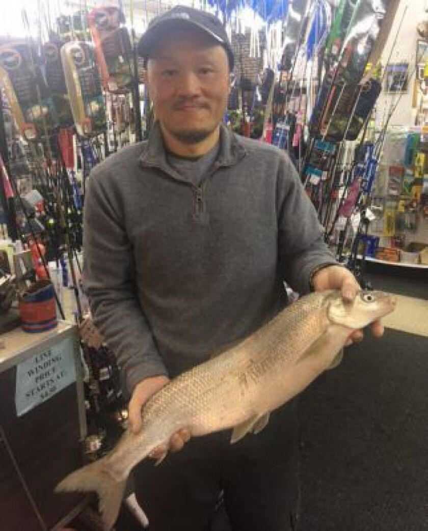 Vincent Chan with the fourth Illinois record whitefish.<br>Provided/Henry’s Sports and Bait