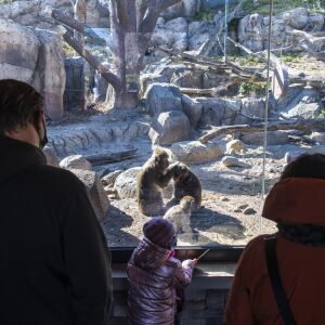 People and children watch as Japanese Macaque’s groom each other Friday afternoon at Lincoln Park Zoo.