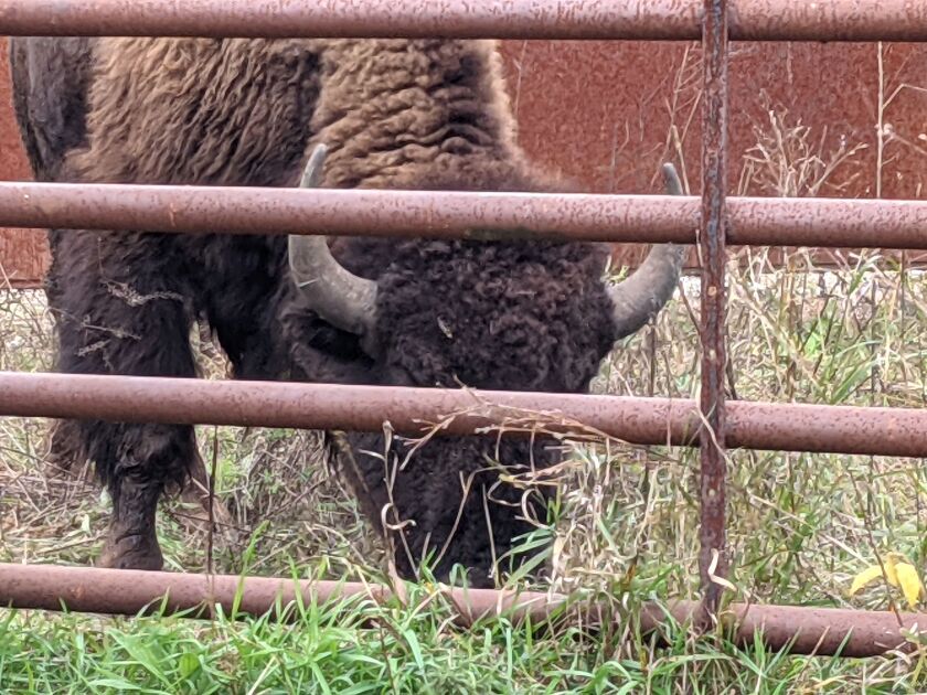 A just arrived young bison bull eyes grazes in the holding pen after arrival at Kankakee Sands. Credit: Dale Bowman