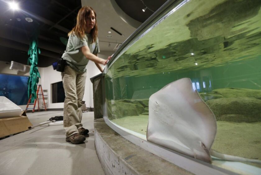 Zookeeper Angie Benner cleans the top of the new touch aquarium as a southern stingray presses up against the glass at Toledo Zoo’s historic aquarium, in Toledo. | AP Photo/The Blade, Andy Morrison