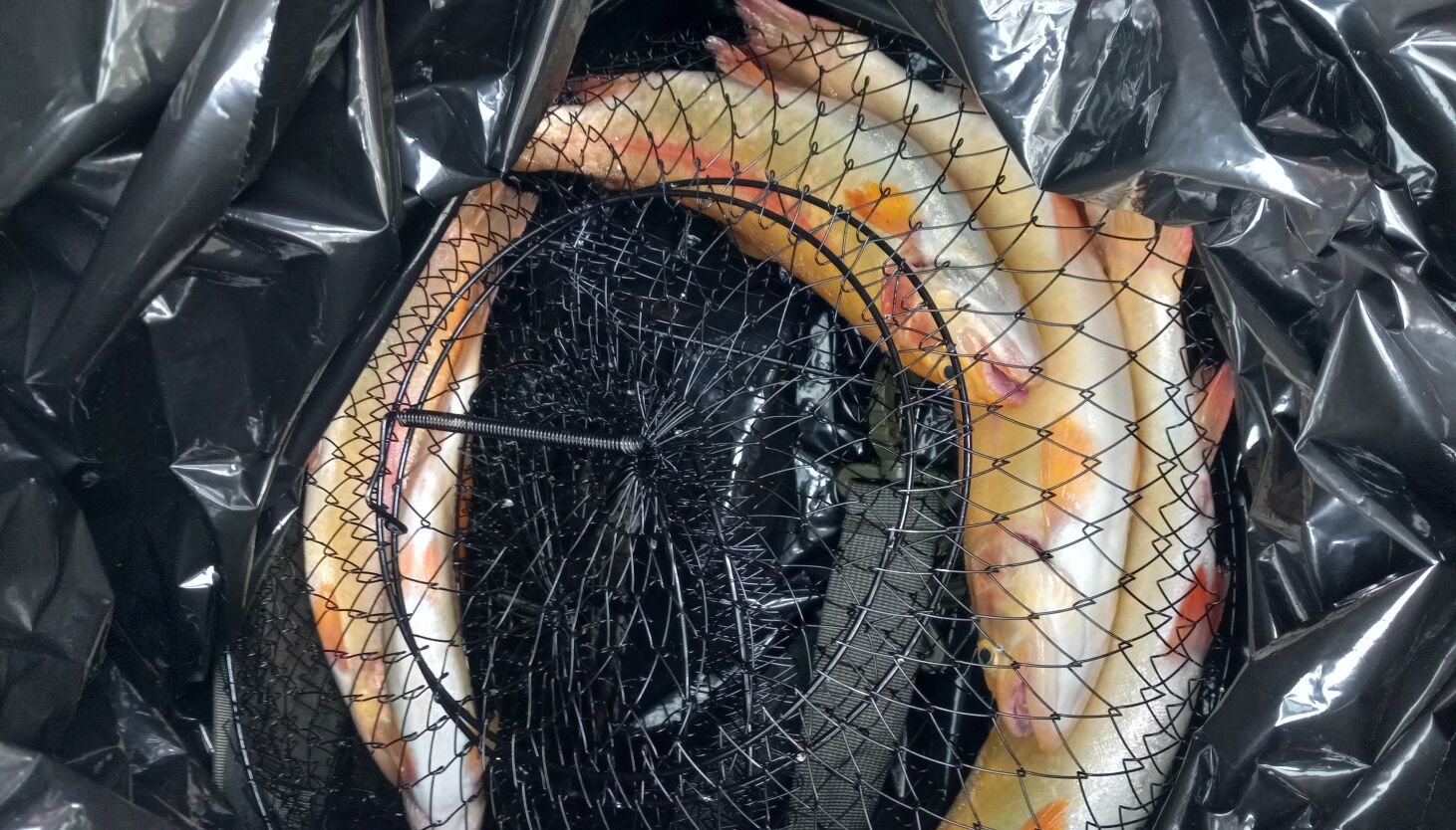 NextImg:Chicago fishing: New Chicago bait shop, trout opener, shoreline salmon/trout