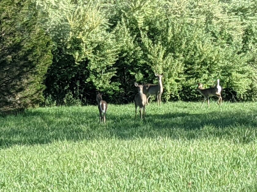 Some of the many deer spotted during a tour of the conservation easements in former mining areas in Saline and Williamson counties. Credit: Dale Bowman