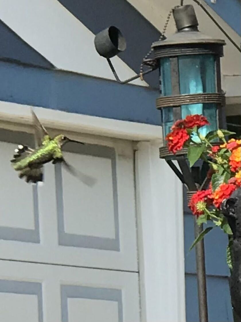 Nature photo of the week with a hummingbird near a feeder. Credit: Vickie O’Malley