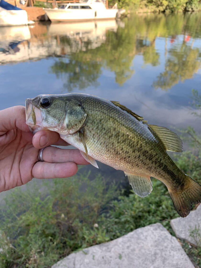 The Score’s Dan Bernstein with a largemouth bass from the Chicago River. Provided photo