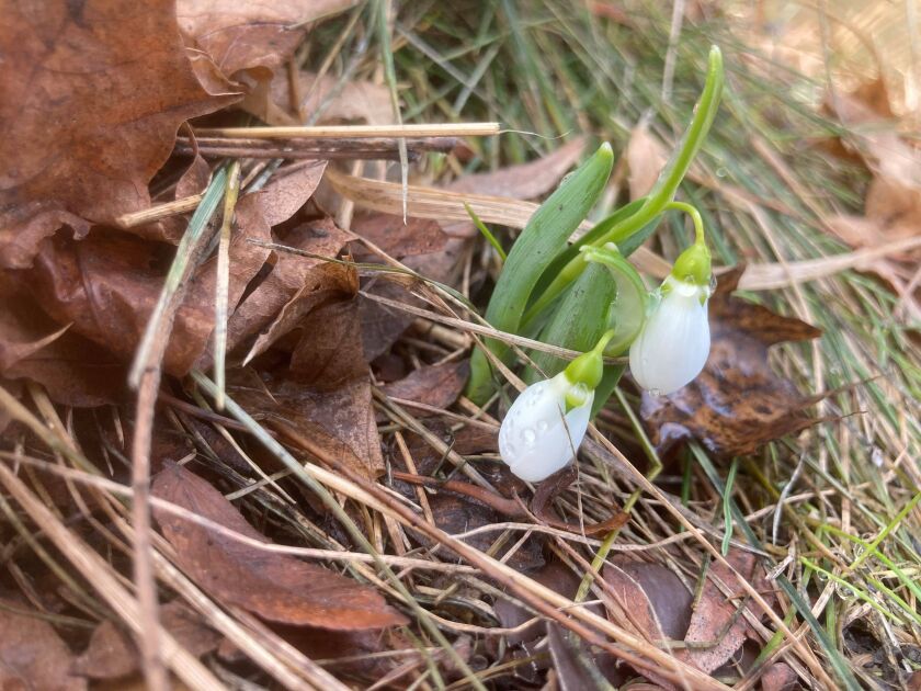 Joseph Kalas found spring signs Sunday near Midway Airport. Provided photo