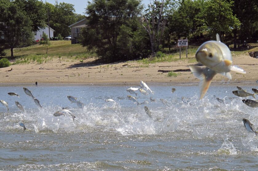 Asian_Carp_Great_Lakes.jpg