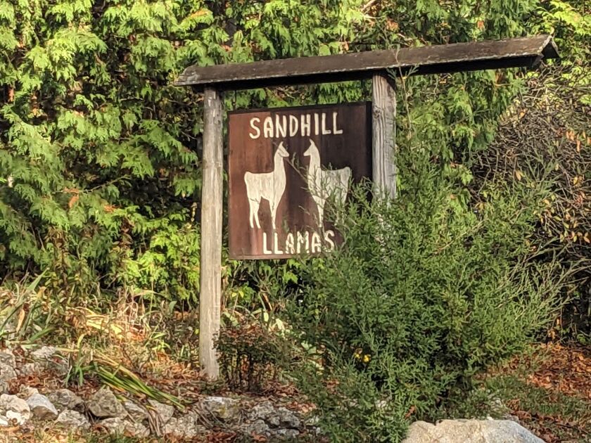 Sandhill cranes are so important around Jasper-Pulaski Fish and Wildlife Area in Indiana that even a llama farm uses the name. Credit: Dale Bowman