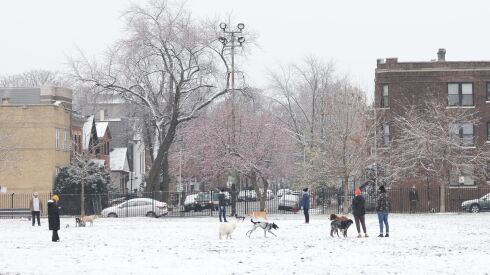 Dogs and their owners romp in the snow in Bucktown on Sunday, Nov. 26, 2023.