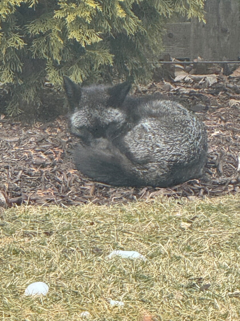 A melanistic red fox in Northbrook, taking a rest.