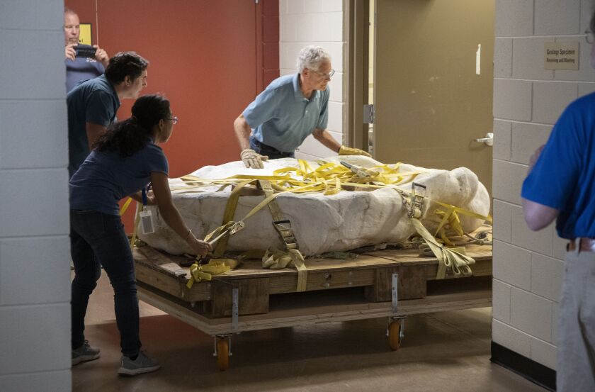The bones of a 35-foot-long duck-billed dinosaur called Parrosaurus missouriensis found in Missouri five years ago, nicknamed “The Beast,” arrives at the Field Museum, Friday, Sept. 16.