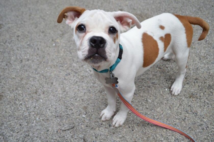 Athena is a 19-week-old female American Bulldog mix. | COURTESY OF PAWS