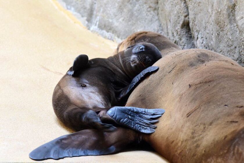 sealions_01.jpg