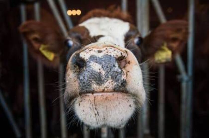 A cow is pictured at a dairy farm on January 19, 2015 near Enkoeping, northwest of Stockholm. Sweden’s milk-industry lobby is struggling to boost milk consumption in the country, which has dropped by 40 percent since 1980. JONATHAN NACKSTRAND/AFP/Getty Im