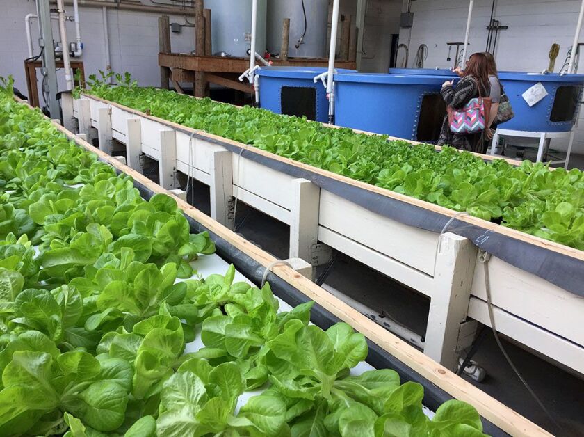 Wastewater from tilapia living in the blue tanks is used to irrigate and fertilize lettuce grown at the Chicago High School of Agricultural Sciences in Mount Greenwood. | Neil Steinberg/Sun-Times