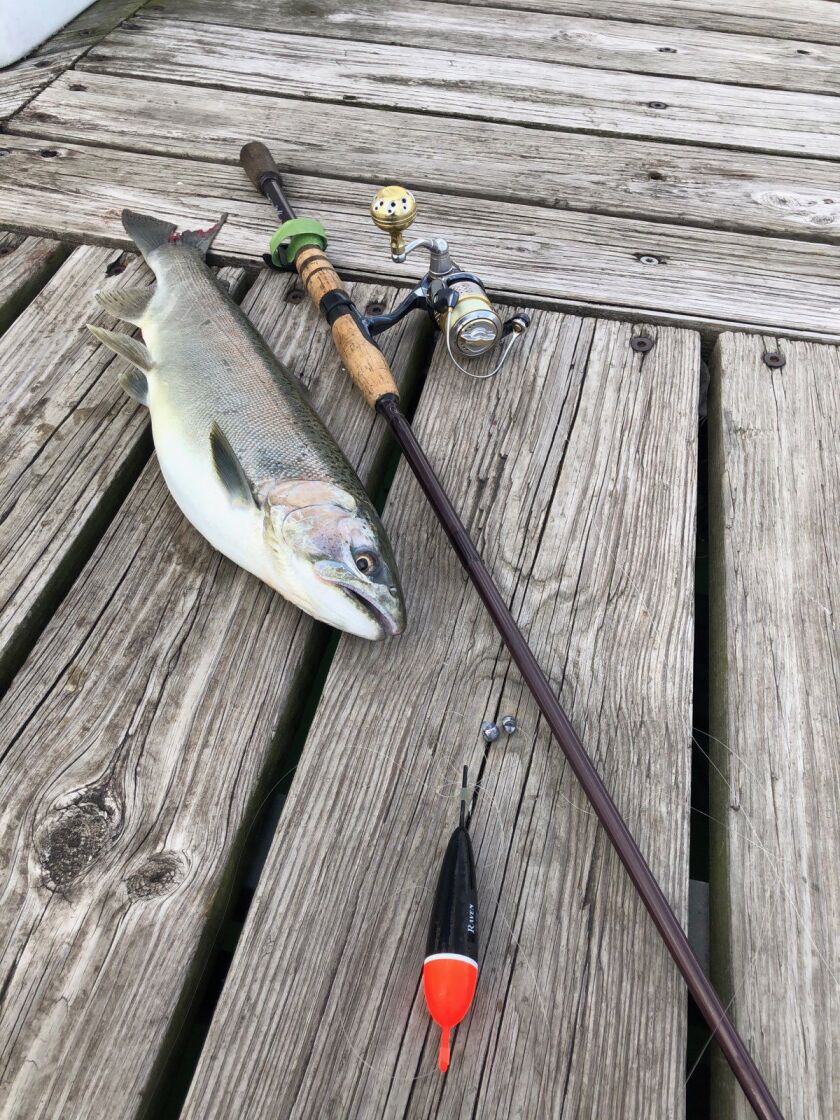 At least it wasn’t a skunk on the lakefront. Provided by Jason “Special One” Le