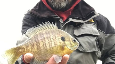 Ken “Husker” O’Malley with a bluegill caught while scouting for the up-coming ice-fishing season. Provided photo