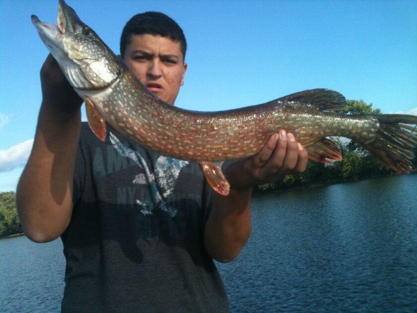 Andrew Narro with a 36-inch northern pike caught from the Des Plaines River and earning him FOTW honors on Oct. 12, 2011.<br>Credit: For the Sun-Times