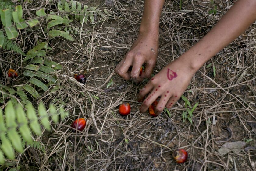 A child collects palm kernels from the ground at a palm oil plantation in Sumatra, Indonesia, Monday, Nov. 13, 2017.