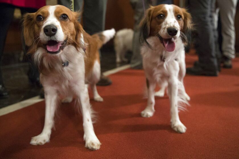 Nederlandse kooikerhondje Escher, right, and Rhett are shown during a news conference at the American Kennel Club headquarters, Wednesday, Jan. 10, 2018, in New York. The club announced that it’s recognizing the Nederlandse kooikerhondje and the grand bas