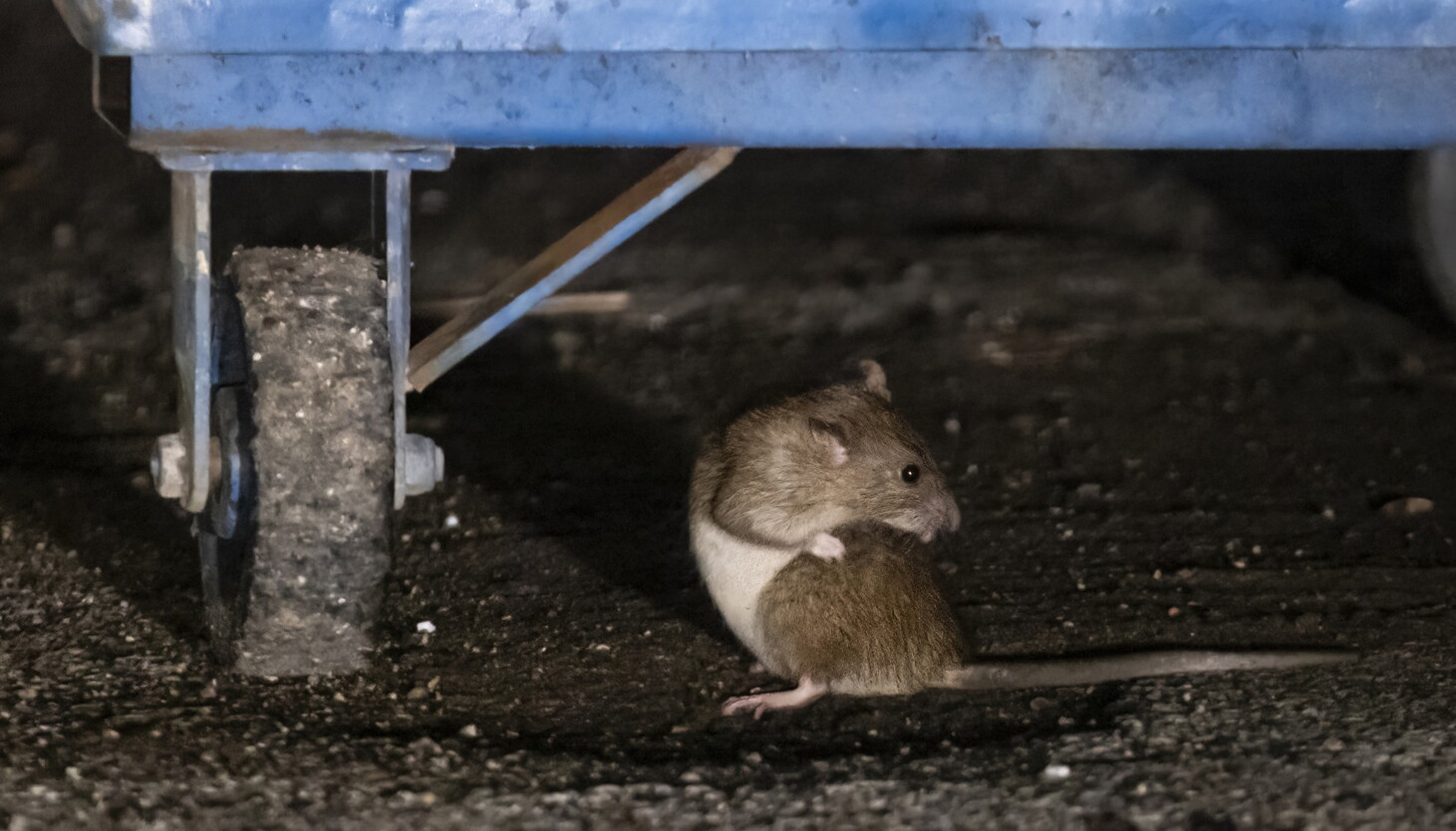 Rat birth control pilot program coming to Lincoln Park Rat birth control pilot program coming to Lincoln Park