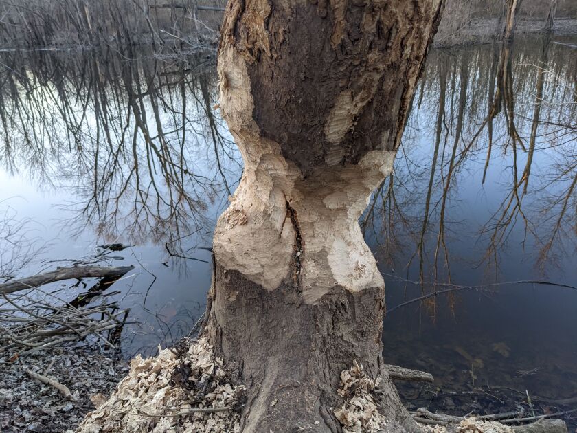 The scene of daily work by a beaver at the old river channel at Embarras River Bottoms last week. Credit: Dale Bowman