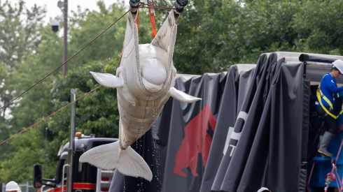 Beluga whales arrived at the Shedd Aquarium on Tuesday. It was the first phase of a “rescue” mission that Shedd staff say is “urgent” and “unprecedented.”