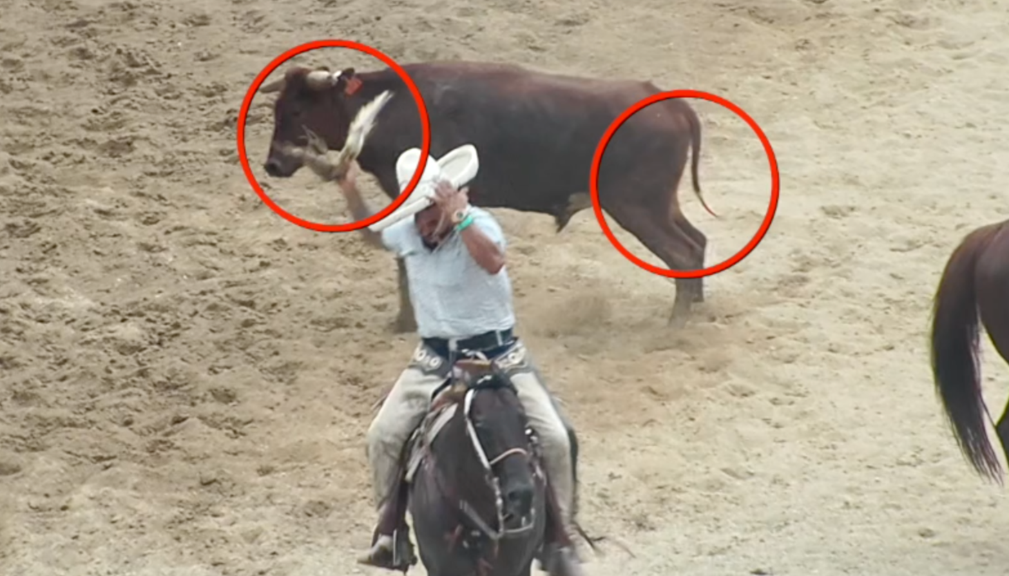 Suburban 'backyard rodeos' feature steers being chased, knocked down and, at times, stripped of their tails