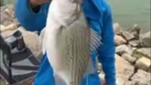 Hybrid striped bass from shore at Braidwood Lake. Provided by Jeffrey Williams
