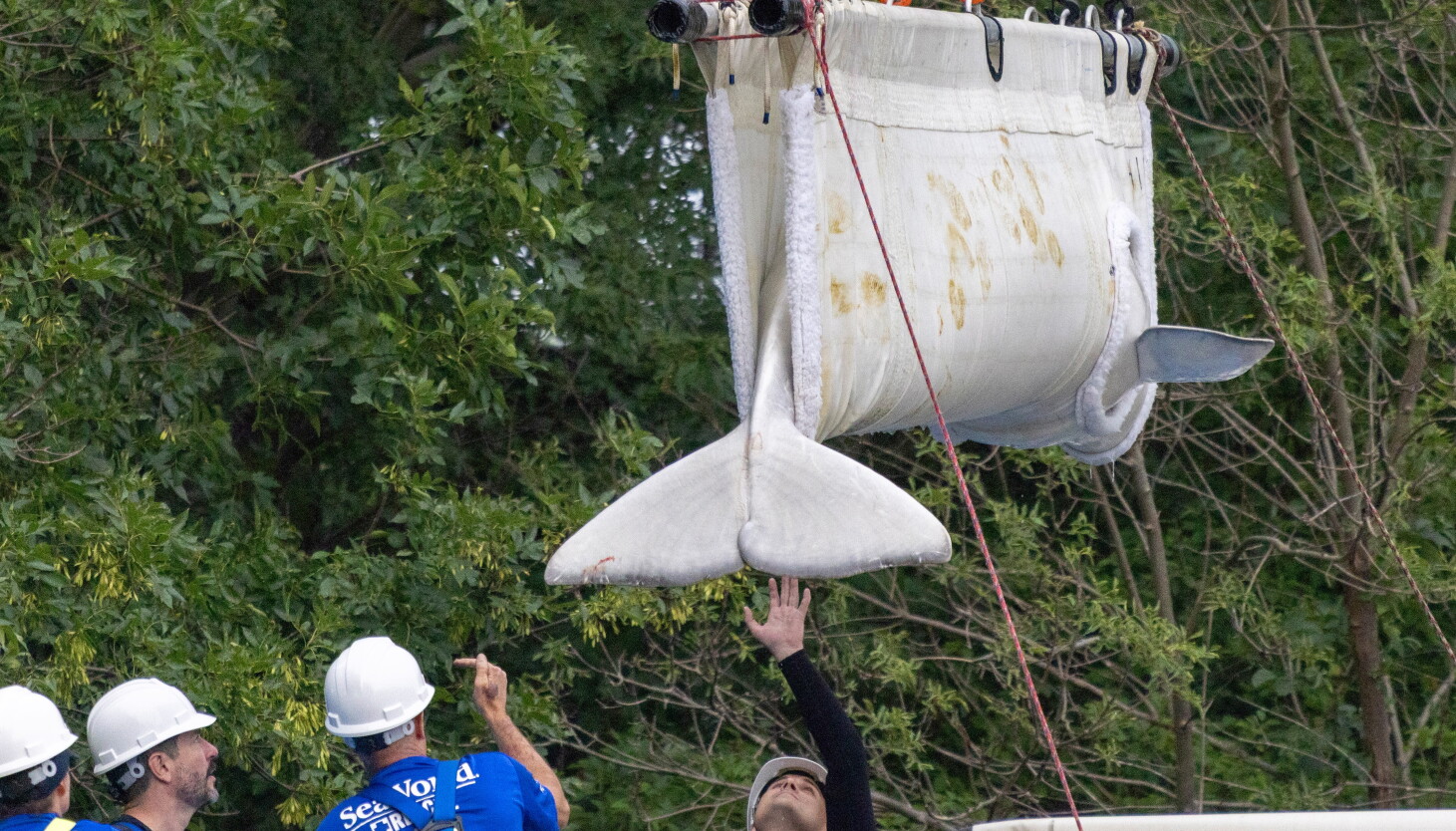 Beluga rescue captures Chicago's hearts, but also sparks debate