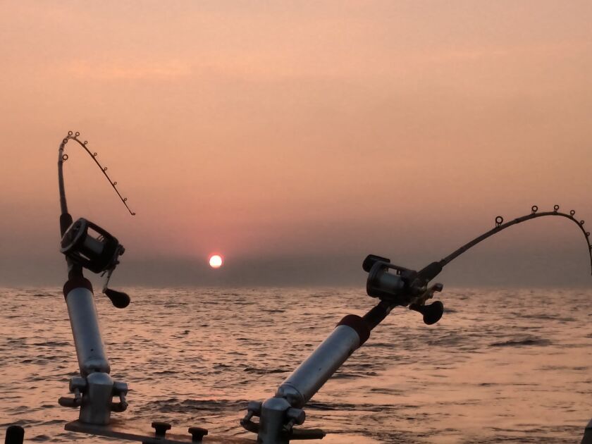 Chinook, which relentlessly hold to a main diet of alewives, are one of the main draws for anglers on Lake Michigan. Credit: Dale Bowman